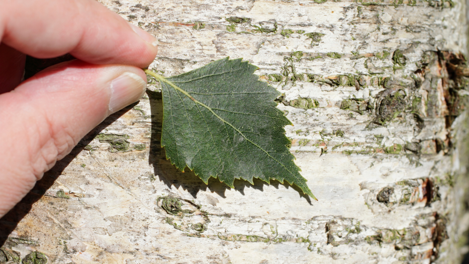 Silver Birch (Betula pendula) (leaves)