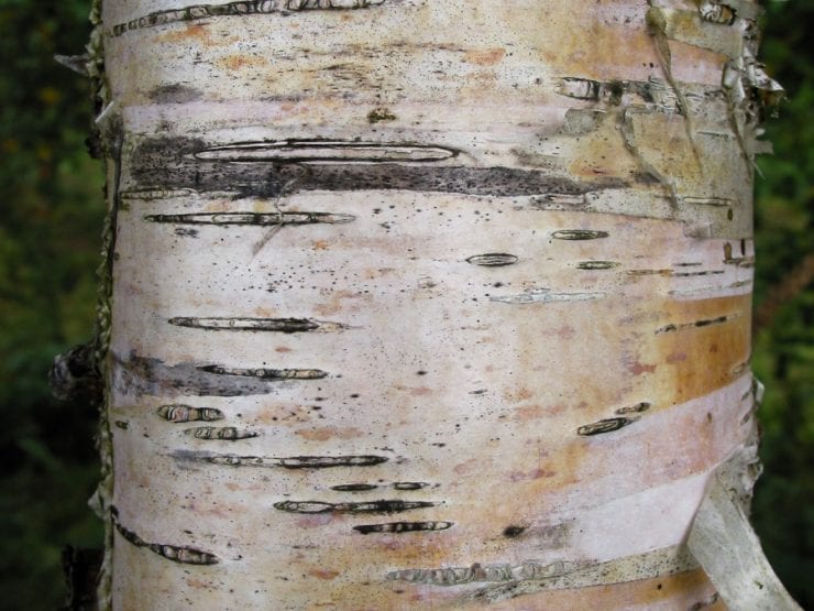 downy-birch-bark