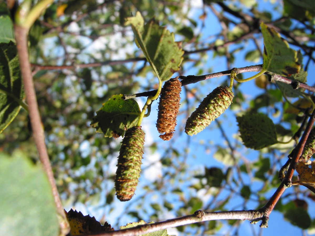 downy-birch-fruits