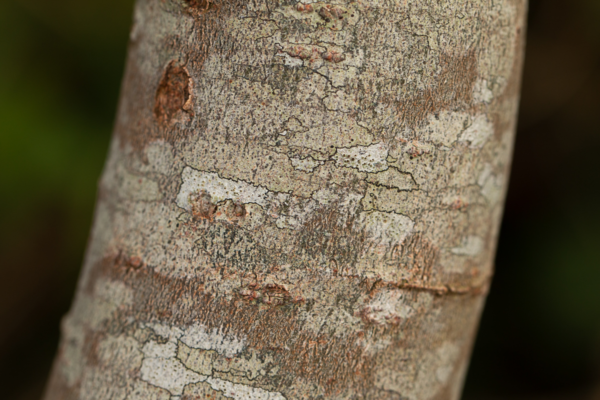 grey-willow-bark