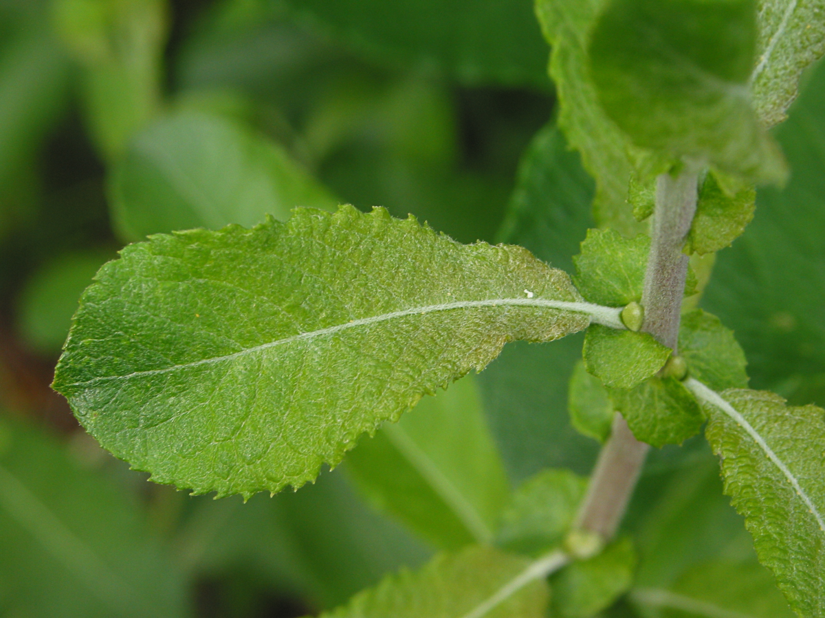 grey-willow-leaves