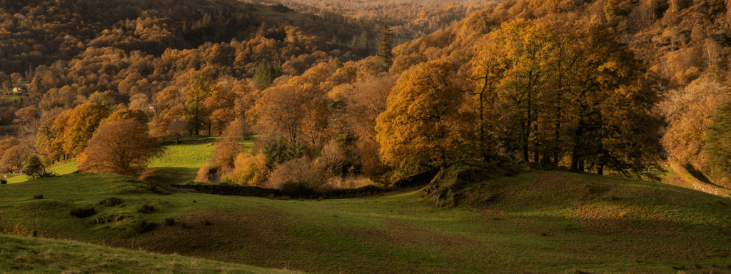 Beautiful autumnal woodland landscape