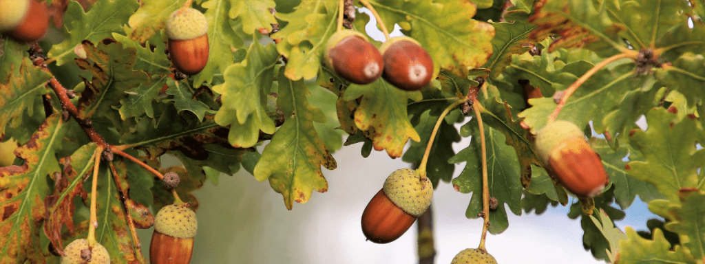 Ripe acorns on an oak tree