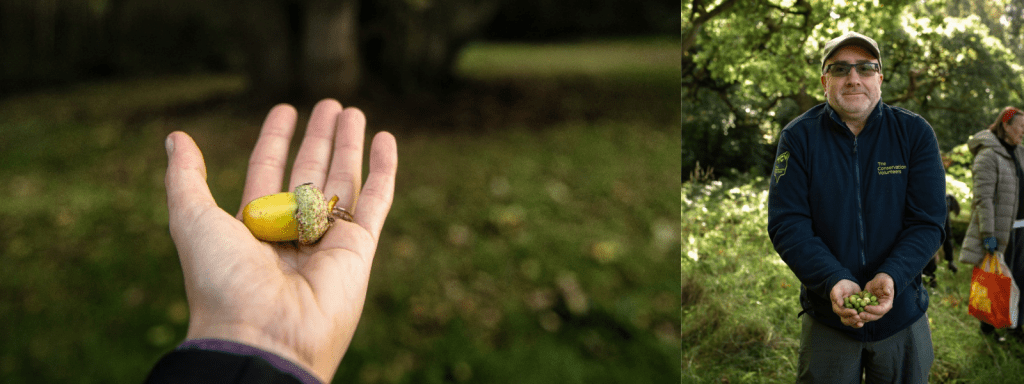 TCV volunteer with acorns which can be used for seed swapping events