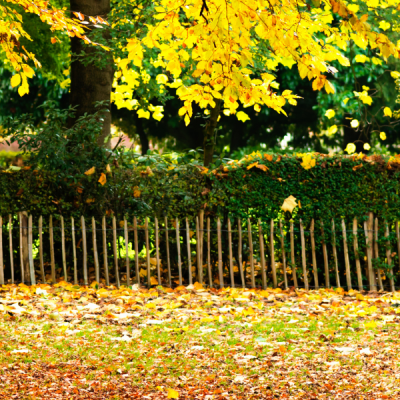 Colourful autumn scene of trees with yellow leaves in an English park