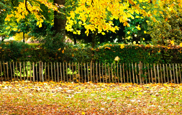 Colourful autumn scene of trees with yellow leaves in an English park