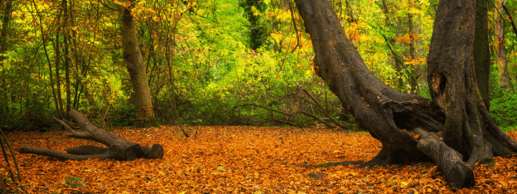 Colourful autumn scene of trees with fallen leaves in an English park