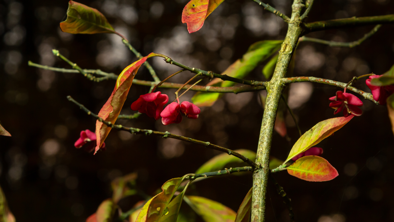 Spindle (Euonymus europaeus) (Bark) Spindle (Euonymus europaeus) (Bark)