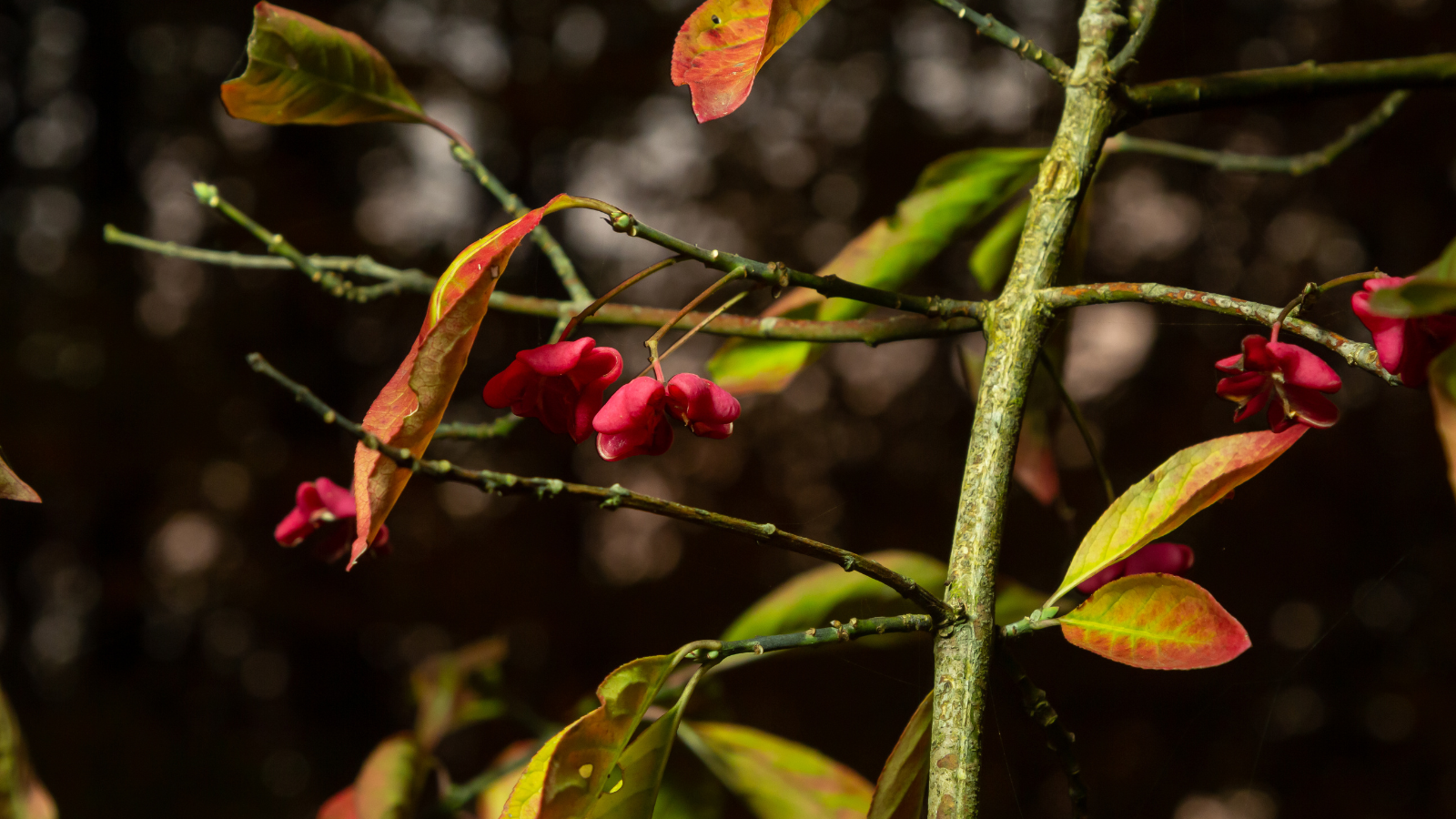 Spindle (Euonymus europaeus) (Bark)