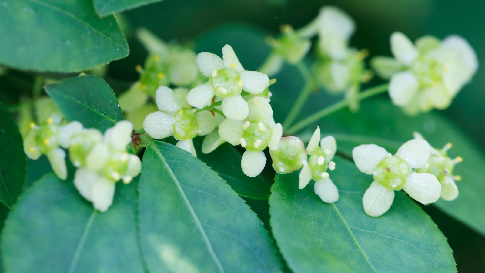 Spindle (Euonymus europaeus) (Flowers) Spindle (Euonymus europaeus) (Flowers)