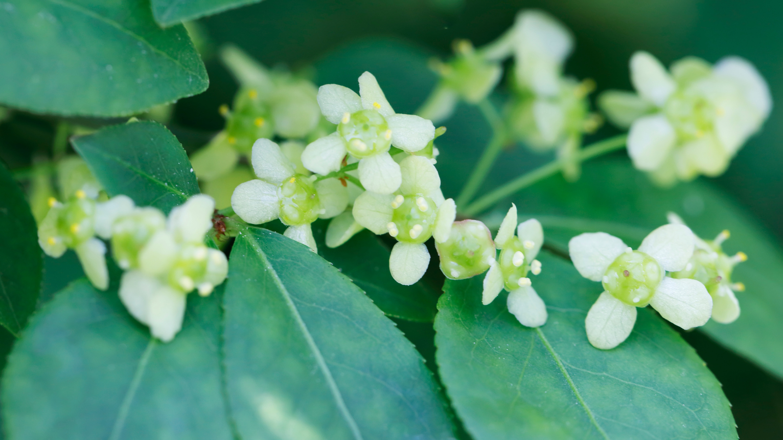 Spindle (Euonymus europaeus) (Flowers)