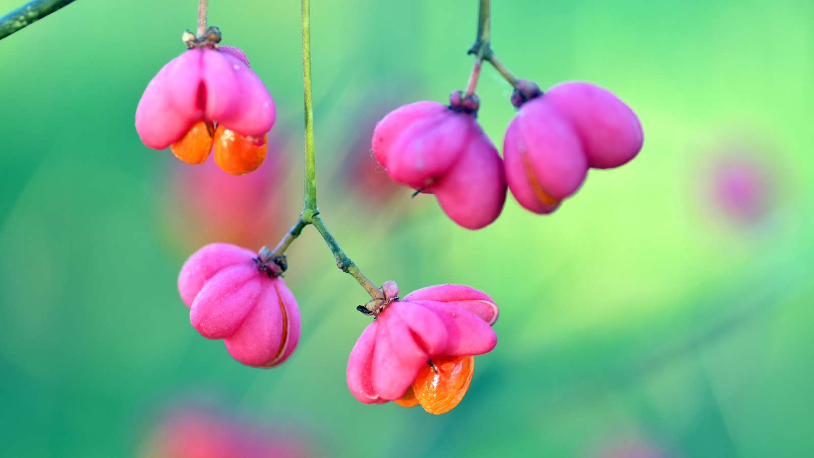 Spindle (Euonymus europaeus) (Fruit) Spindle (Euonymus europaeus) (Fruit)