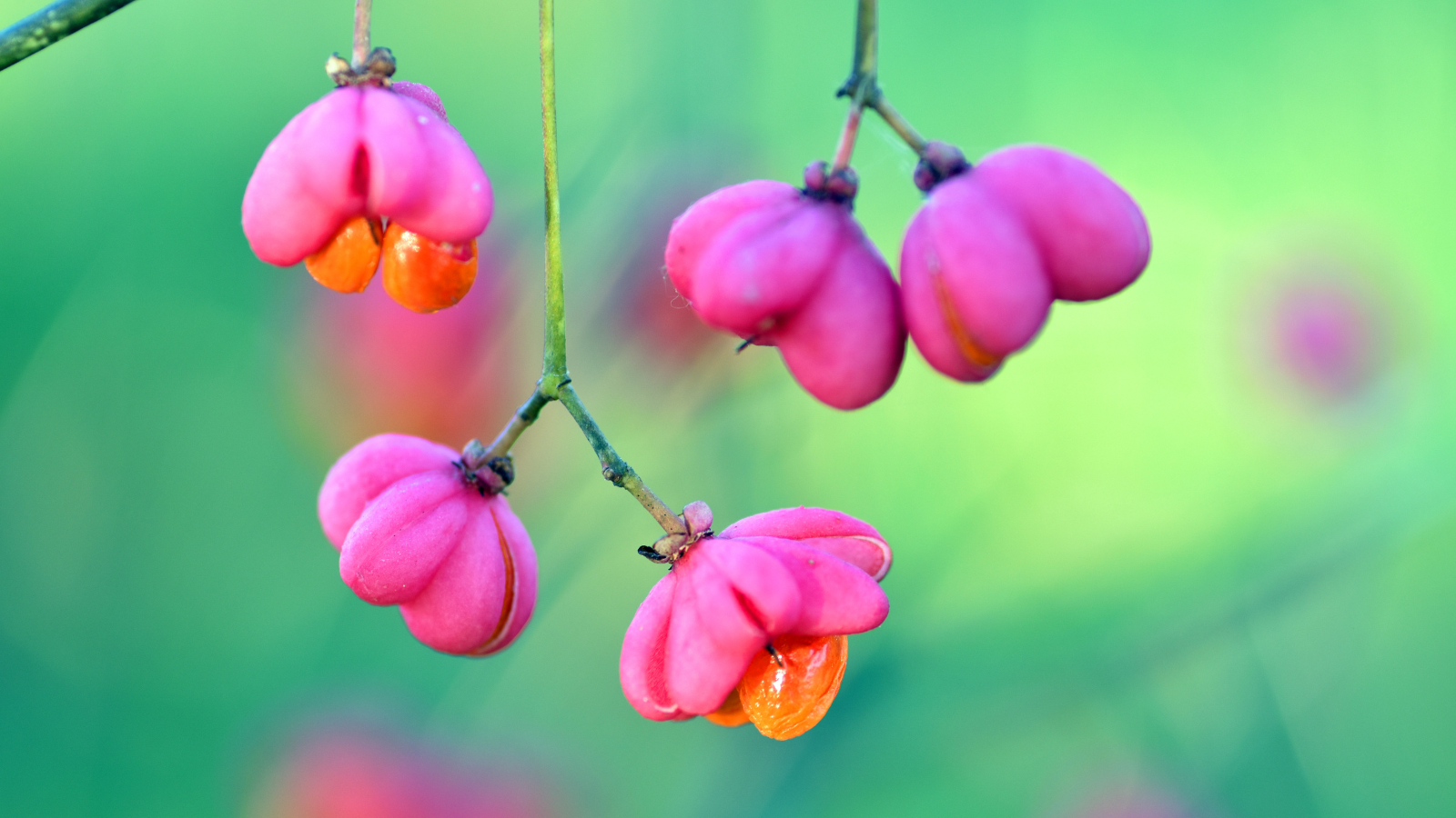 Spindle (Euonymus europaeus) (Fruit)