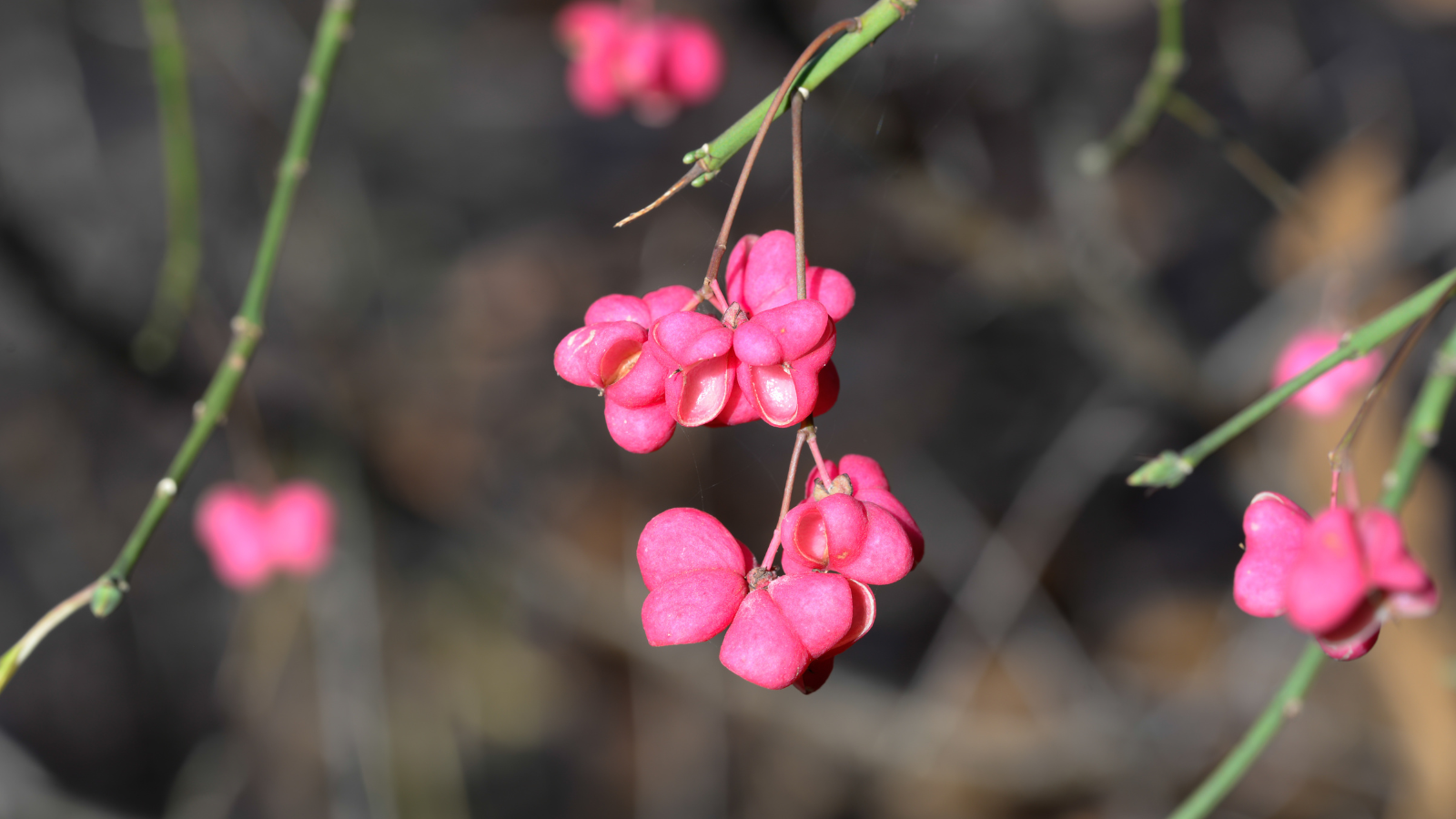 Spindle (Euonymus europaeus) (Header)