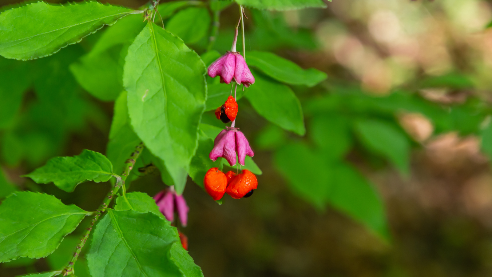 Spindle (Euonymus europaeus) (Leaves)