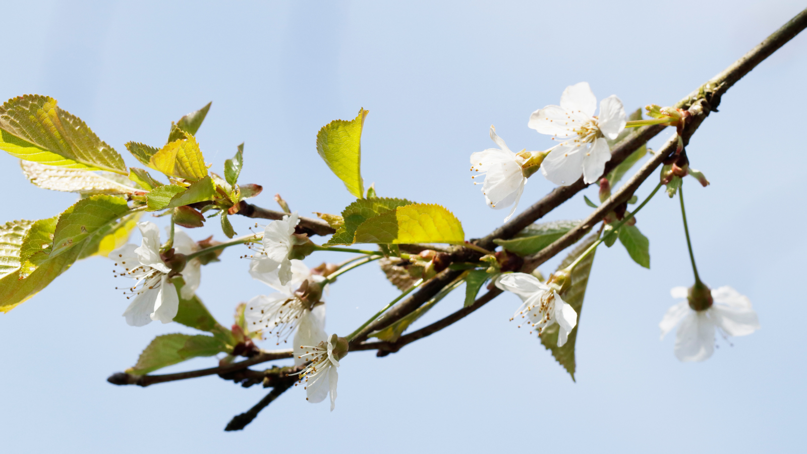 Wild cherry (Prunus avium) (Flower)