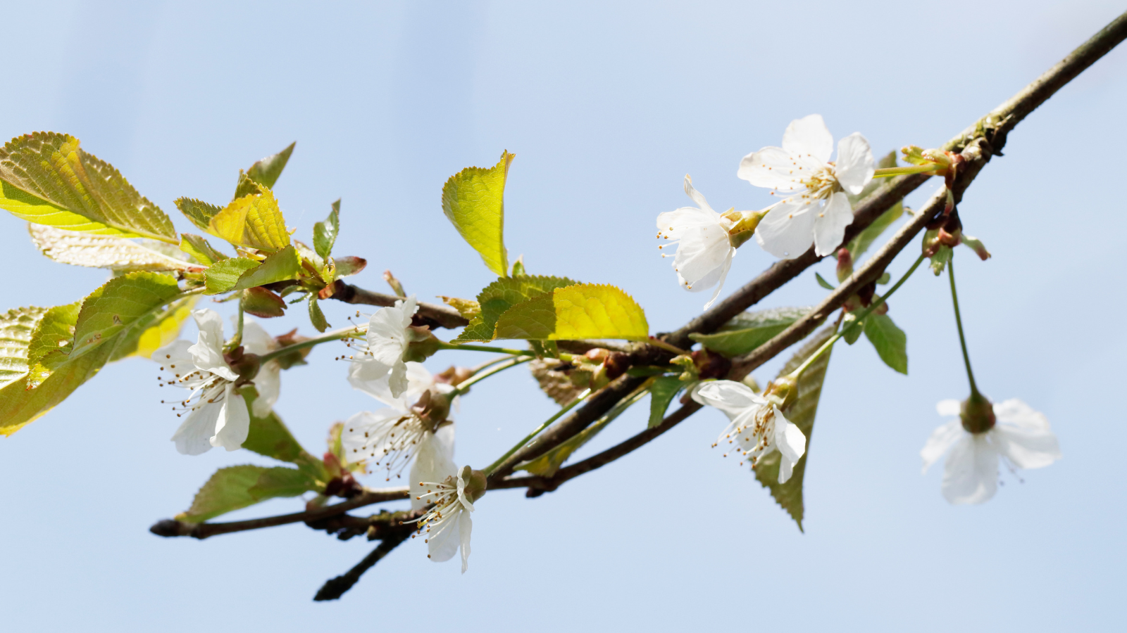 TCV Plant profile Wild cherry (Prunus avium) (Flower) Wild cherry (Prunus avium) (Flower)