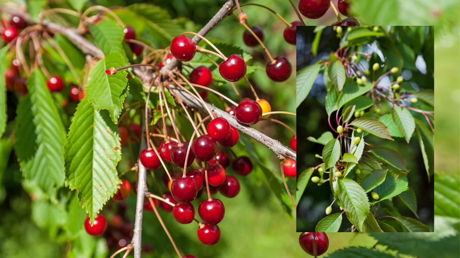 Wild cherry (Prunus avium) (Fruit)