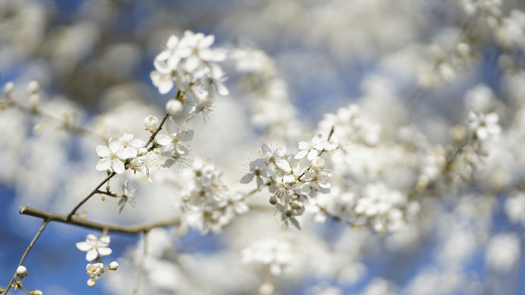 Wild cherry (Prunus avium)