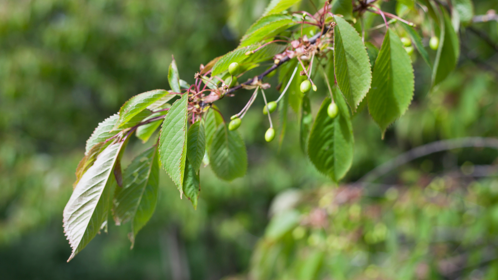 Wild cherry (Prunus avium) (leaves)