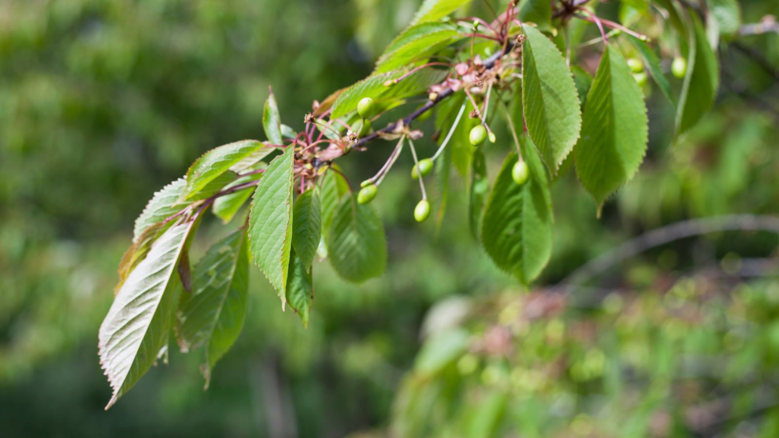 TCV Plant profile Wild cherry (Prunus avium) (leaves) Wild cherry (Prunus avium) (leaves)