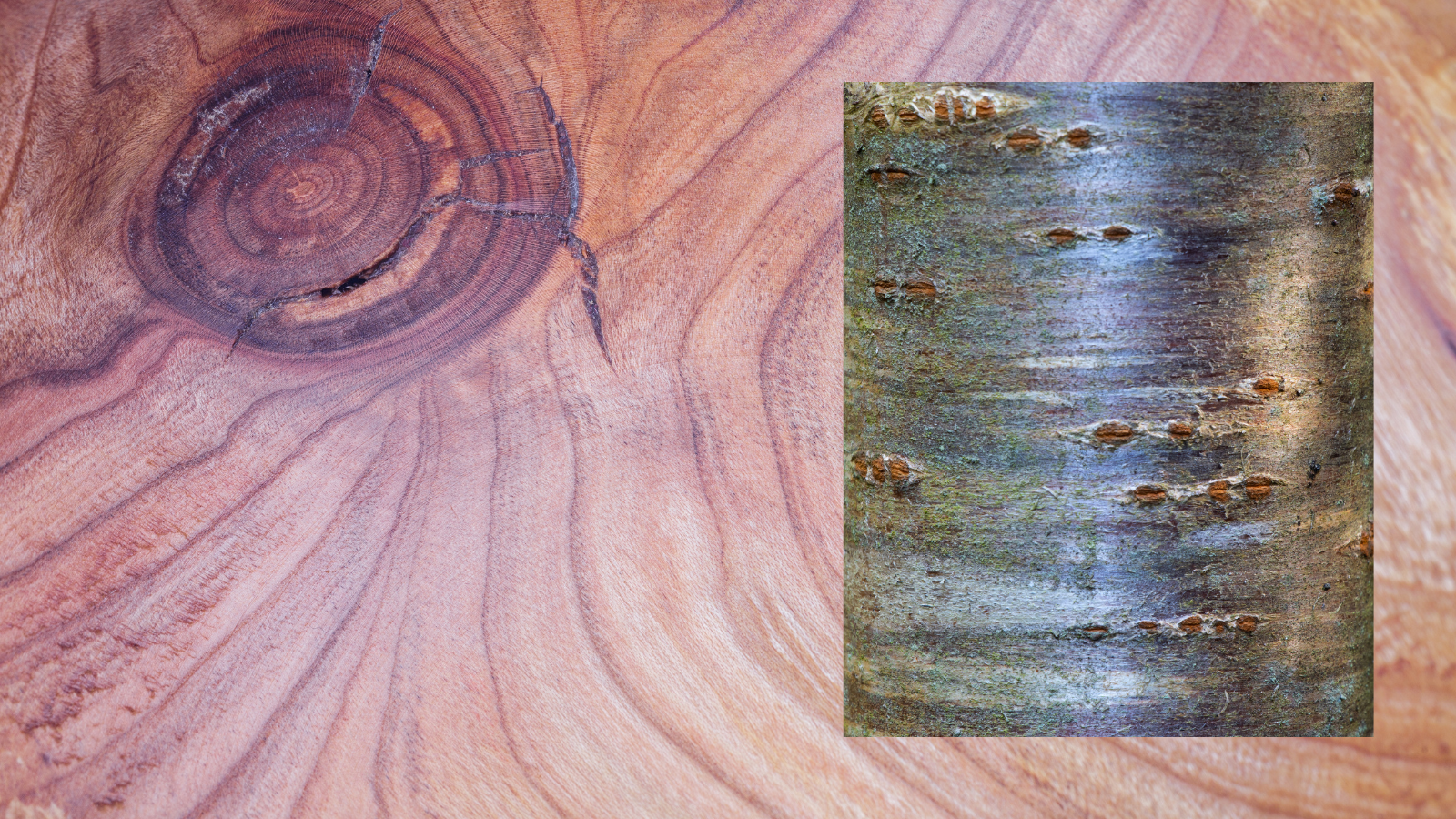 TCV Plant profile Wild cherry (Prunus avium) (wood and bark) Wild cherry (Prunus avium) (wood and bark)