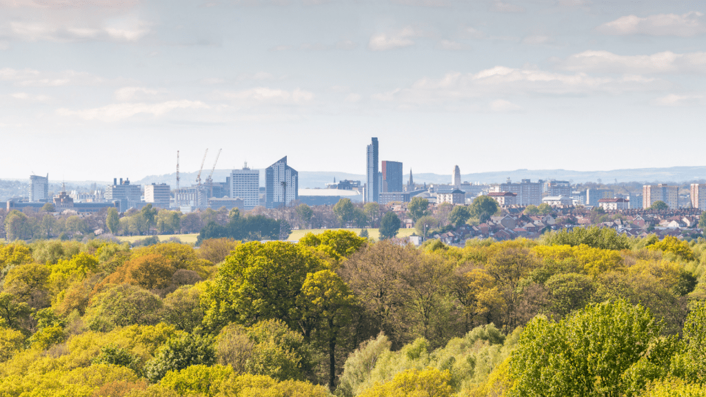 A small deciduous woodland with an urban cityscape backdrop