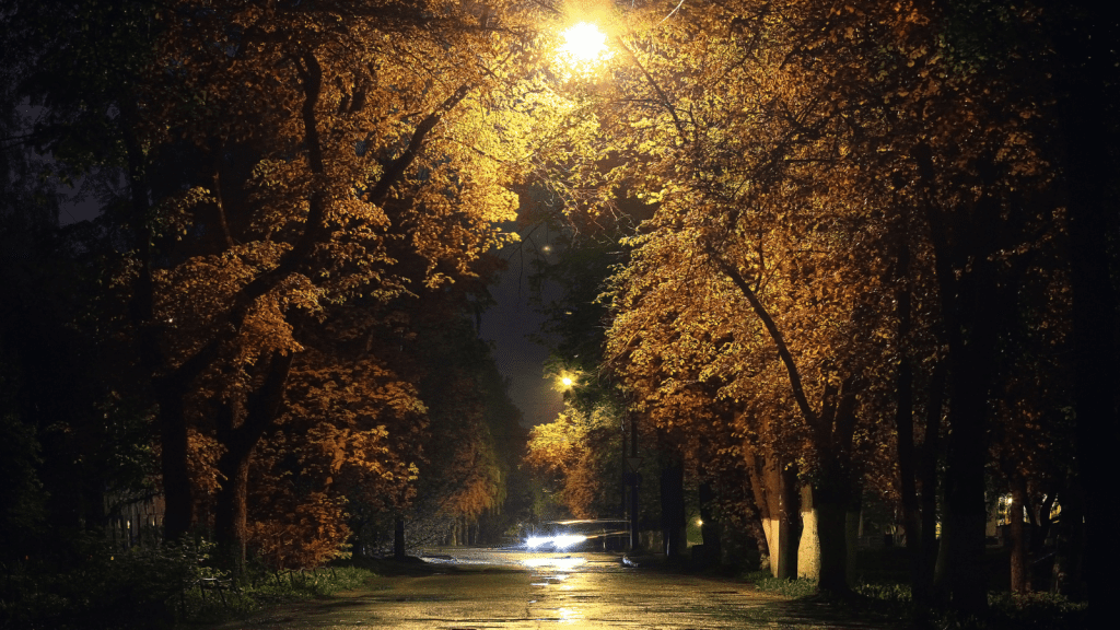 Car headlights at night on a leafy road in the autumn