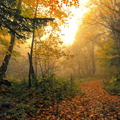 Autumn woodland at dusk