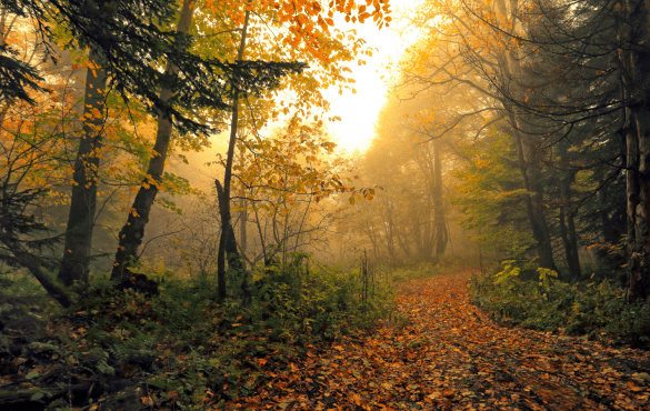 Autumn woodland at dusk
