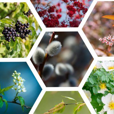 A selection of hexagonal framed tree images from TCV I Dig Trees