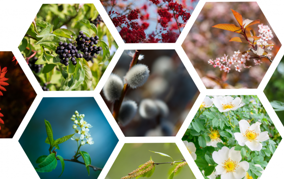 A selection of hexagonal framed tree images from TCV I Dig Trees