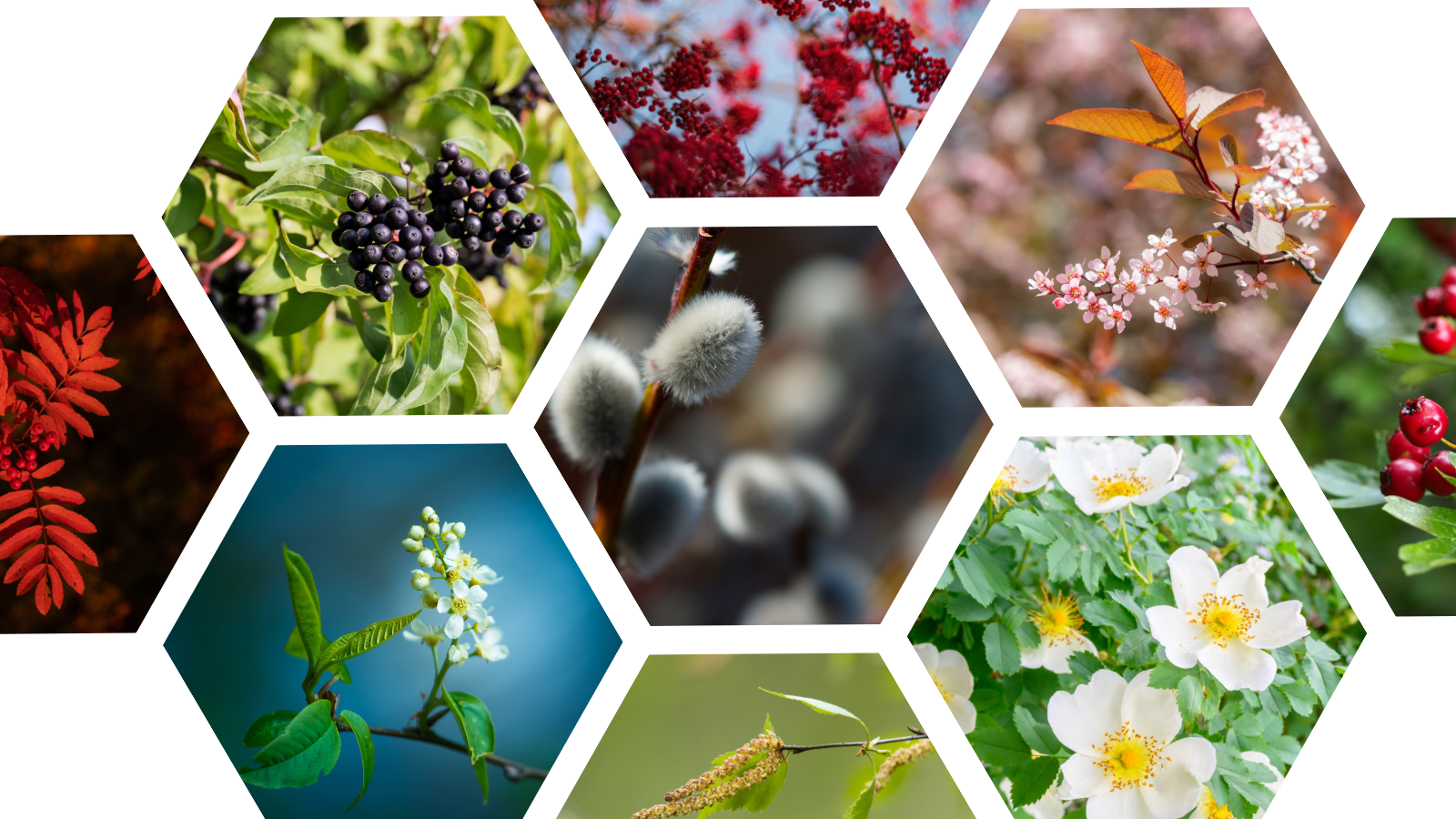 The best trees for UK wildlife