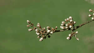 Blackthorn (Prunus spinosa) (Buds)