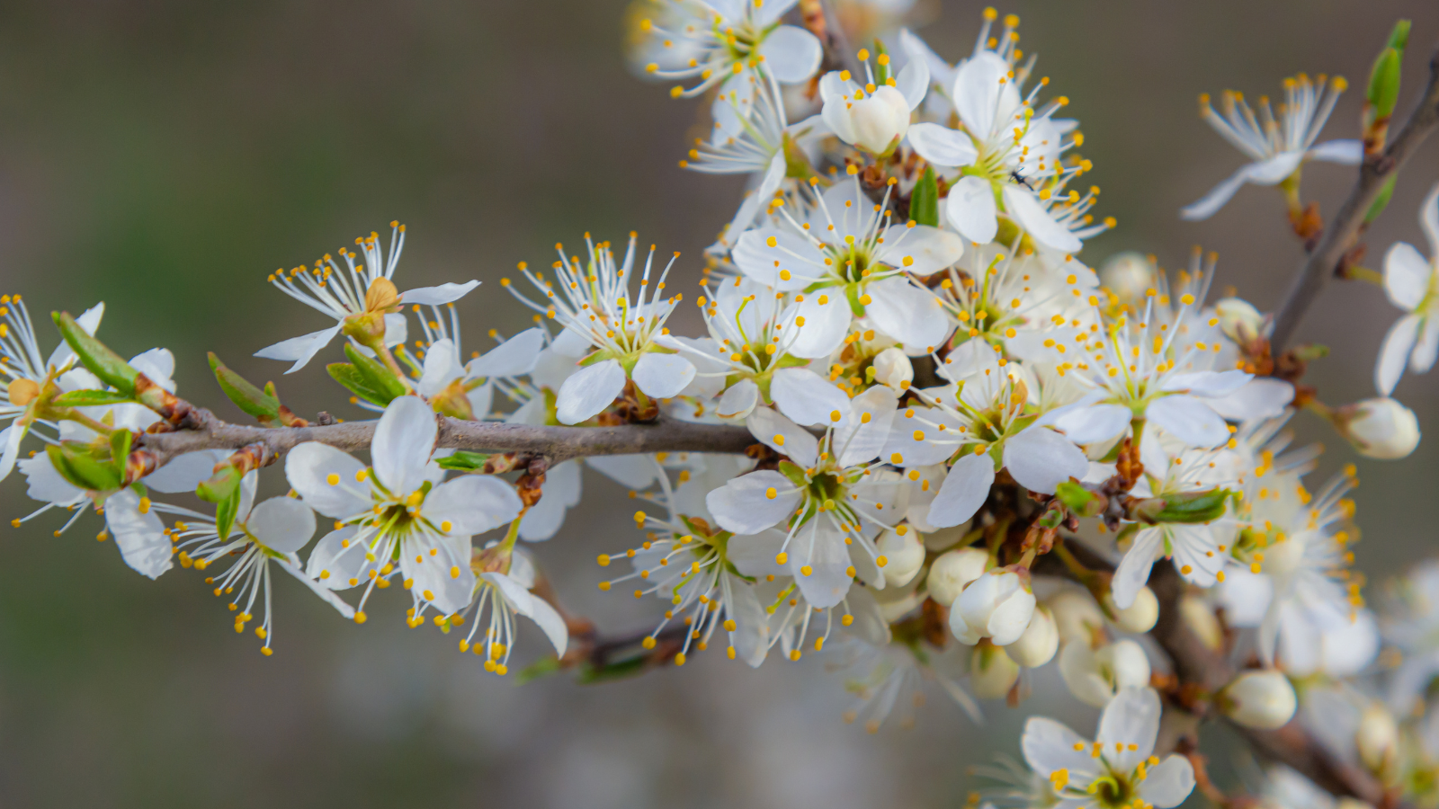 Blackthorn (Prunus spinosa) (Flowers)