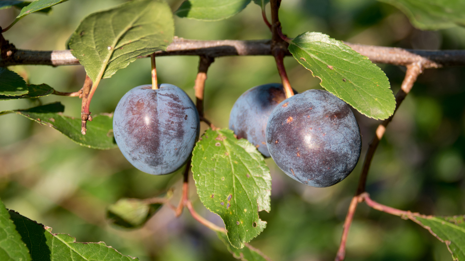 Blackthorn (Prunus spinosa) (Fruit)