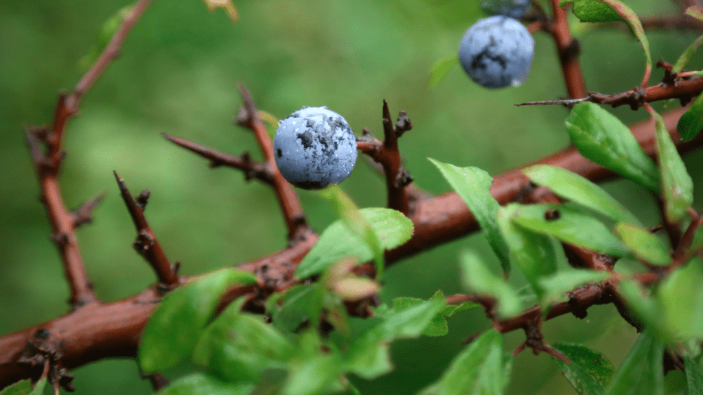 Blackthorn (Prunus spinosa) 