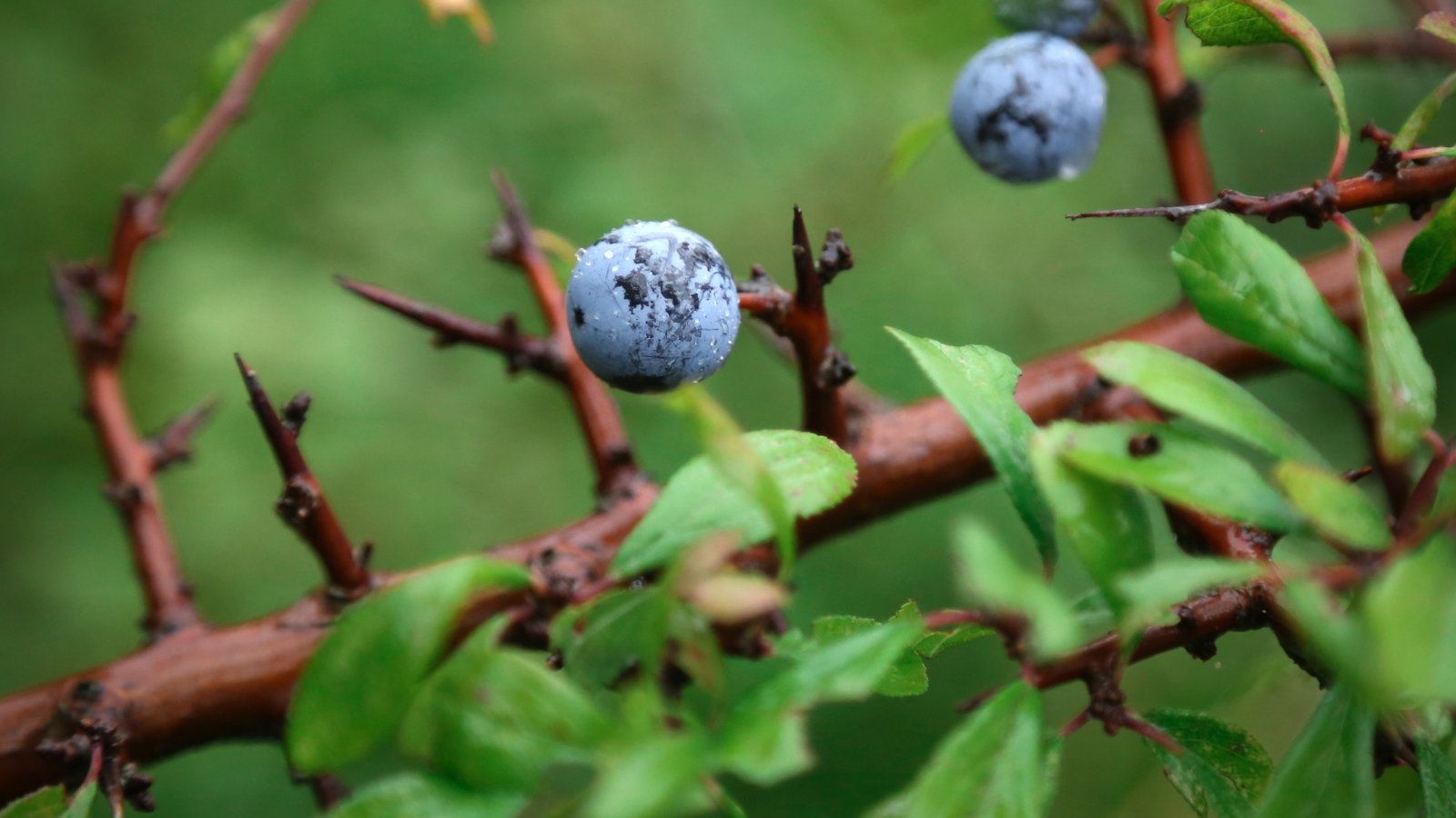 Blackthorn (Prunus spinosa)