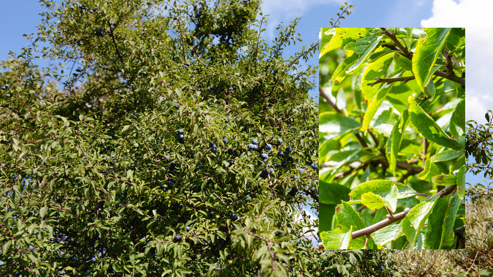 Blackthorn (Prunus spinosa) (Leaves)