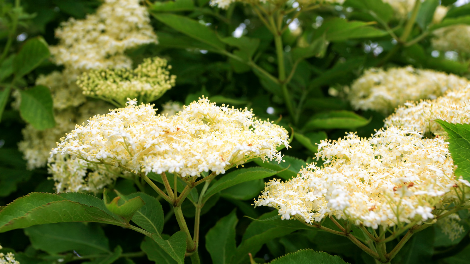 Elder (Sambucus nigra) (Header)