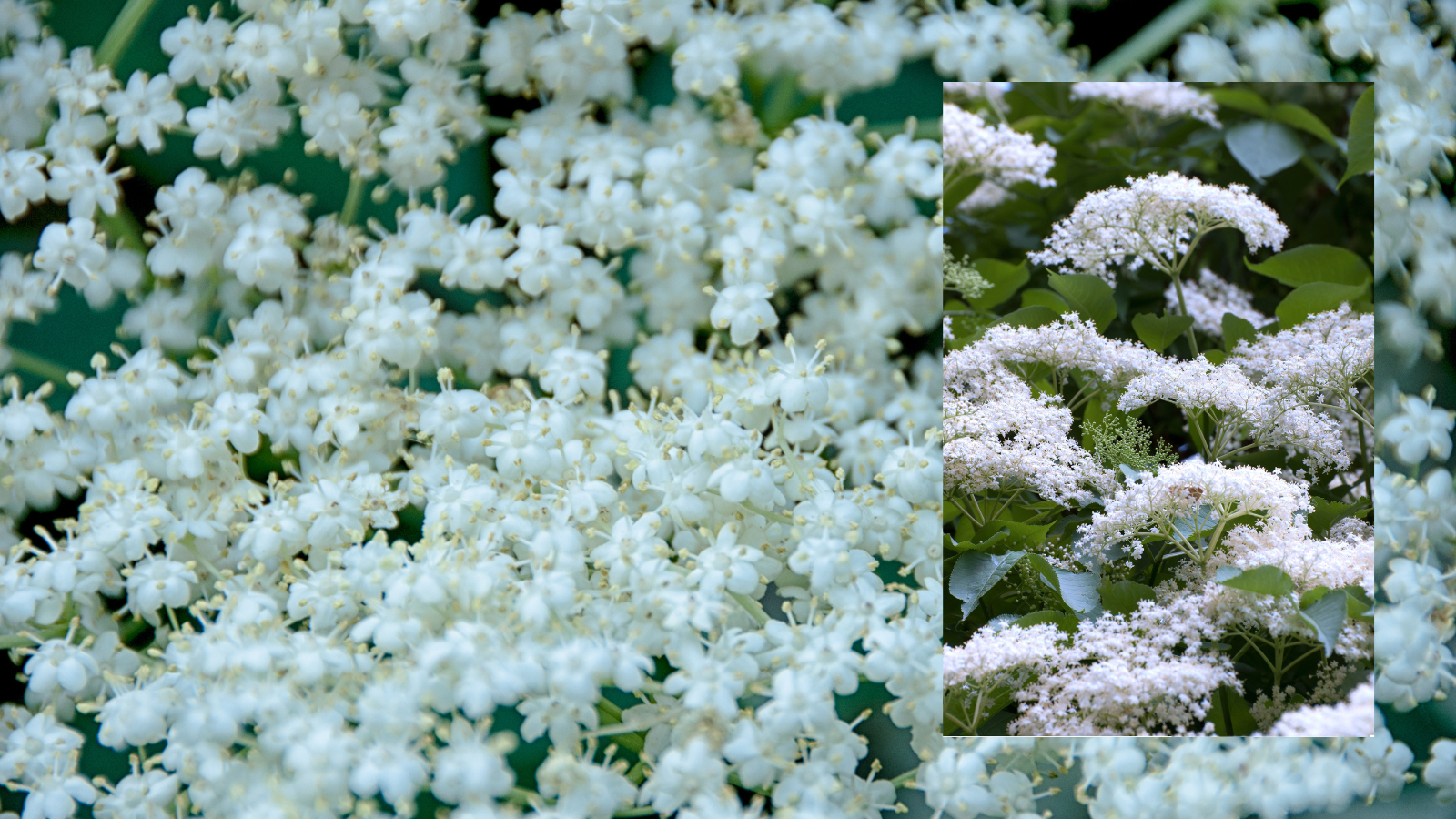TCV Plant profile Elder (Sambucus nigra) (flowers) Elder (Sambucus nigra) (flowers)
