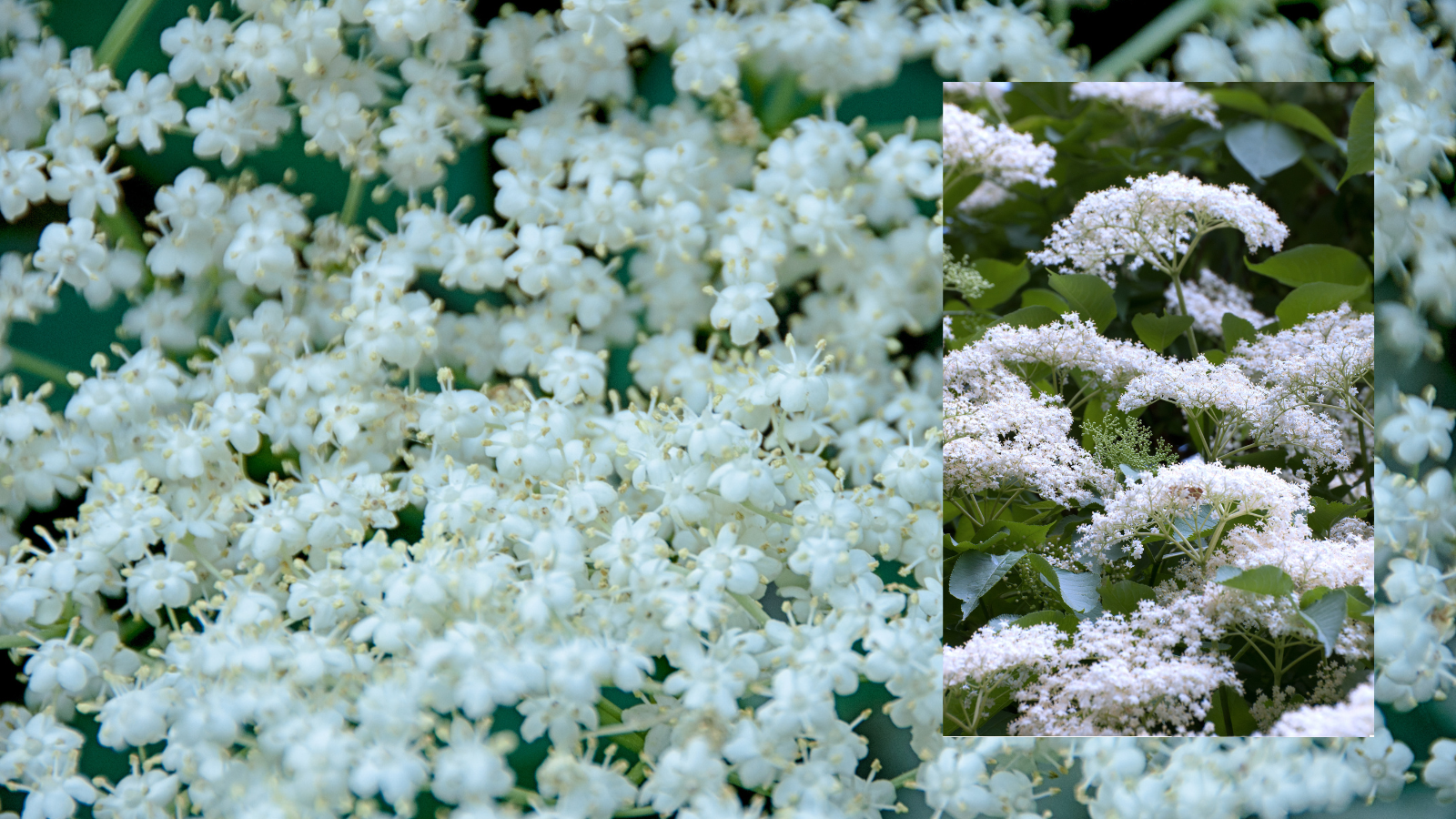 Elder (Sambucus nigra) (flowers)