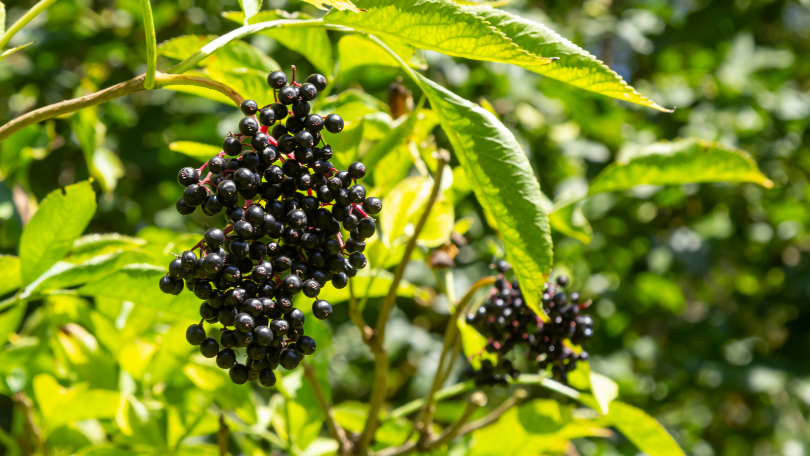 TCV Plant profile Elder (Sambucus nigra) (fruit) Elder (Sambucus nigra) (fruit)