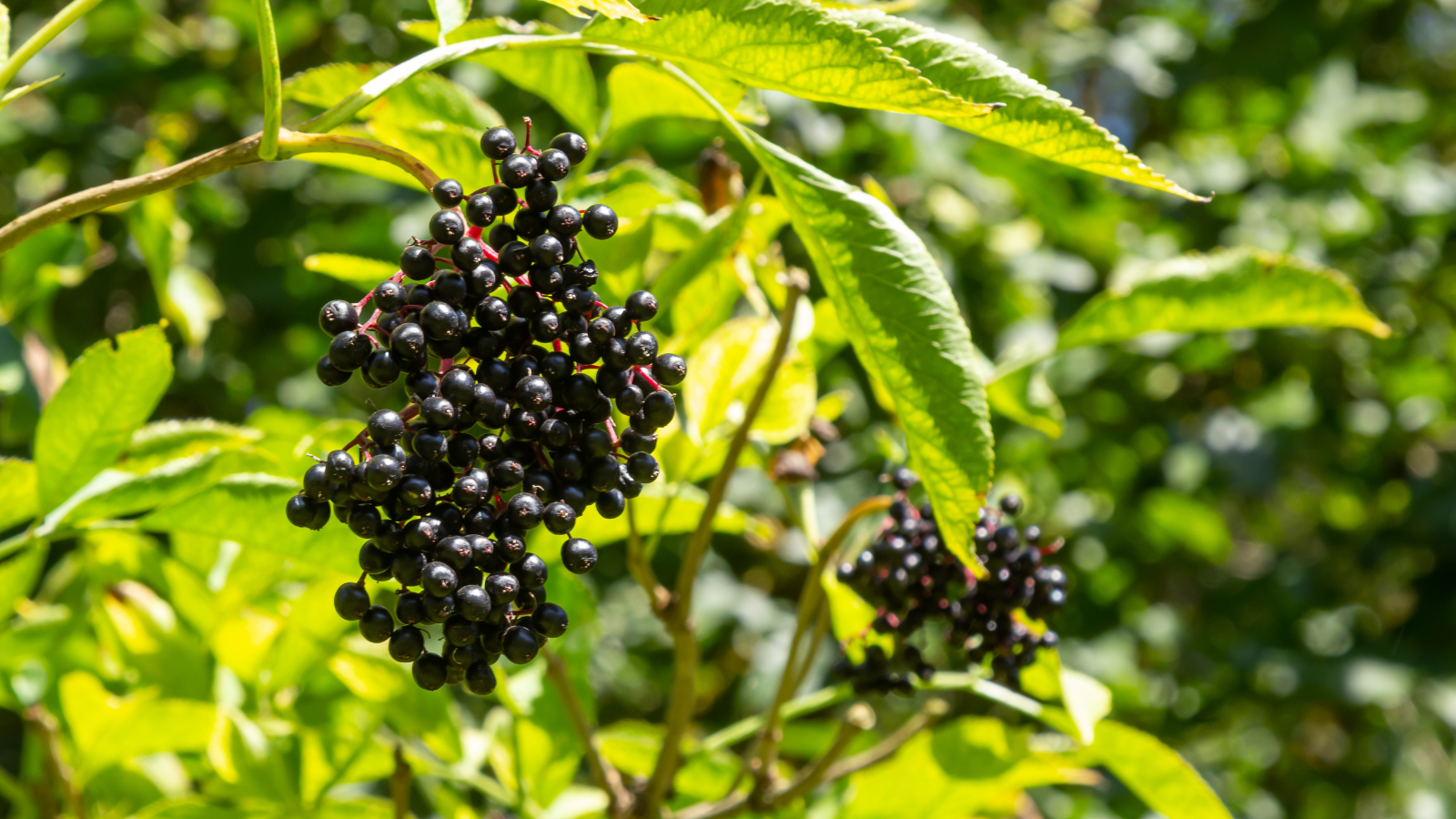 Elder (Sambucus nigra) (fruit)