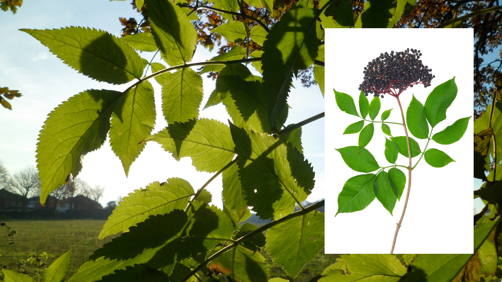 Elder (Sambucus nigra) (leaves)