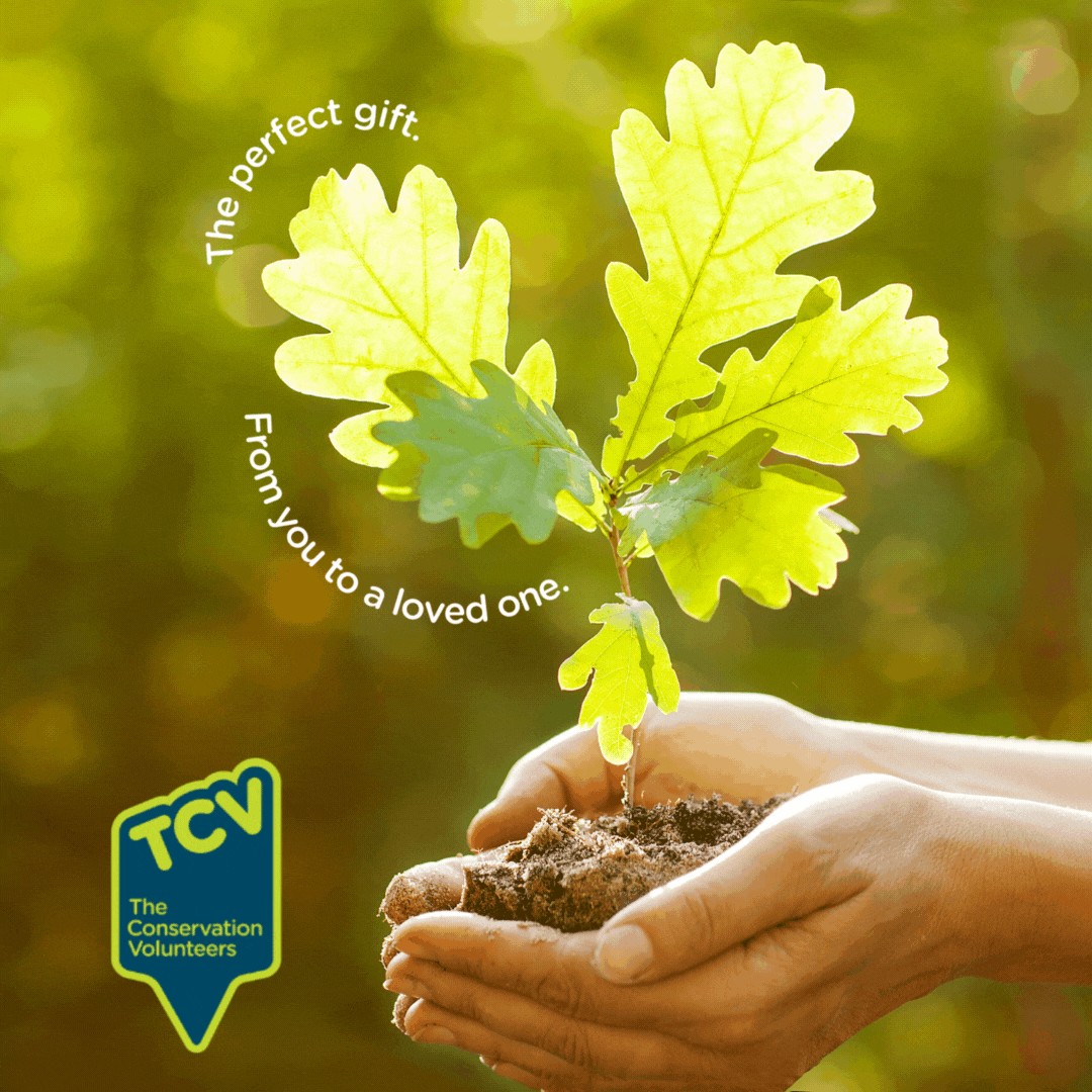Card 3. Dedicate a tree