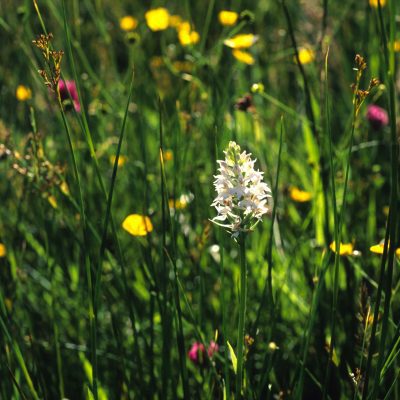 Wildflower meadow