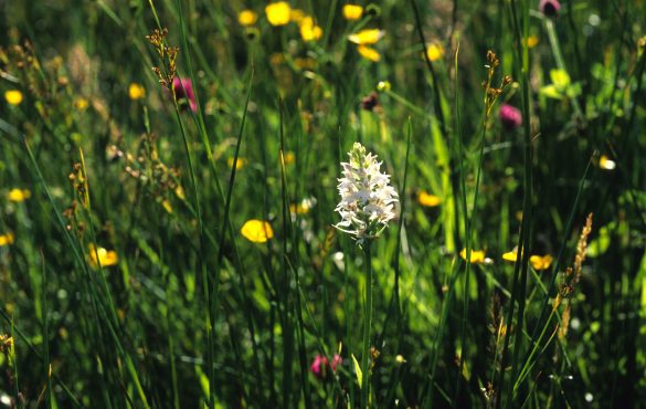 Wildflower meadow