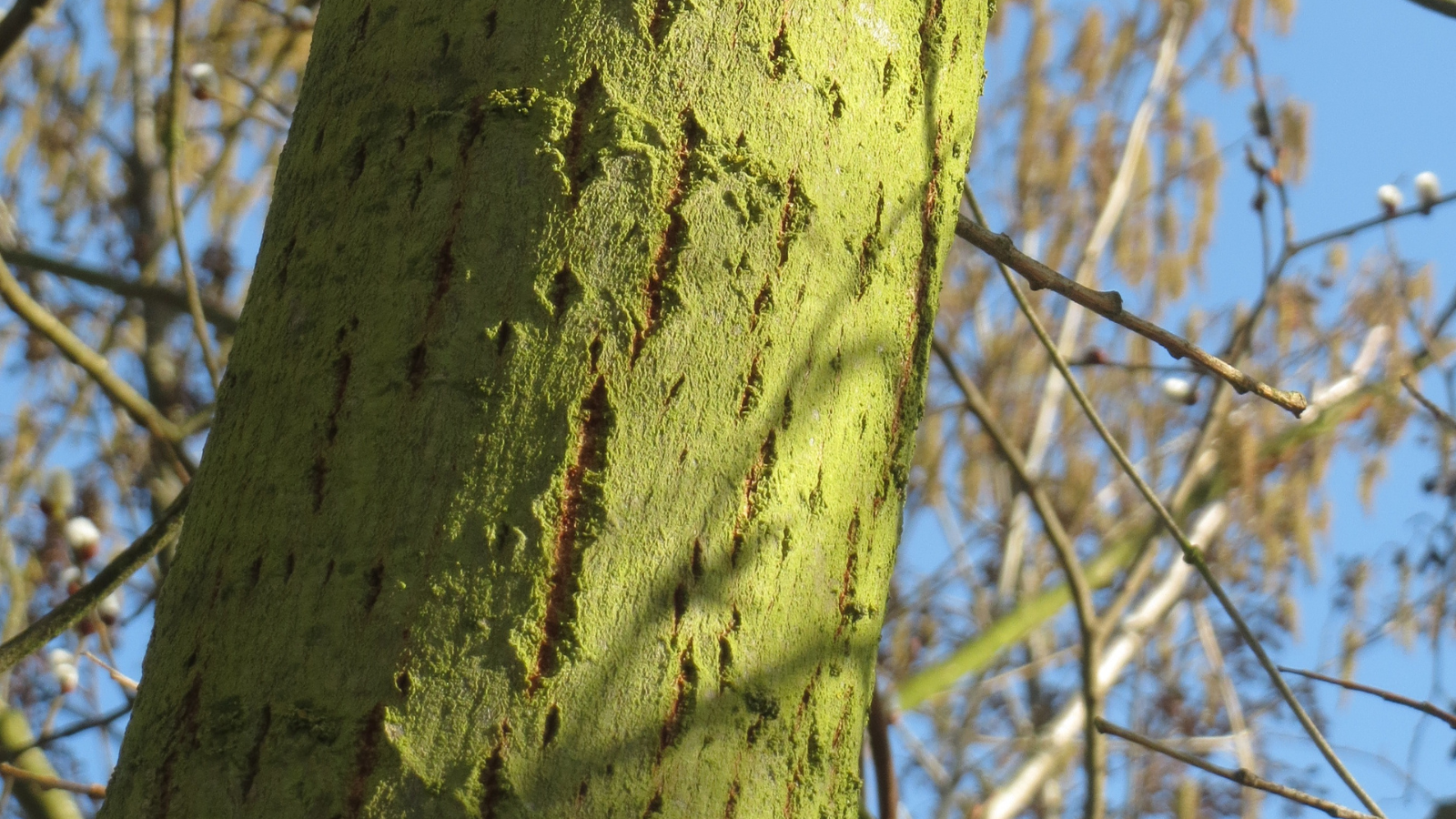 Goat Willow (Salix caprea) (Bark)