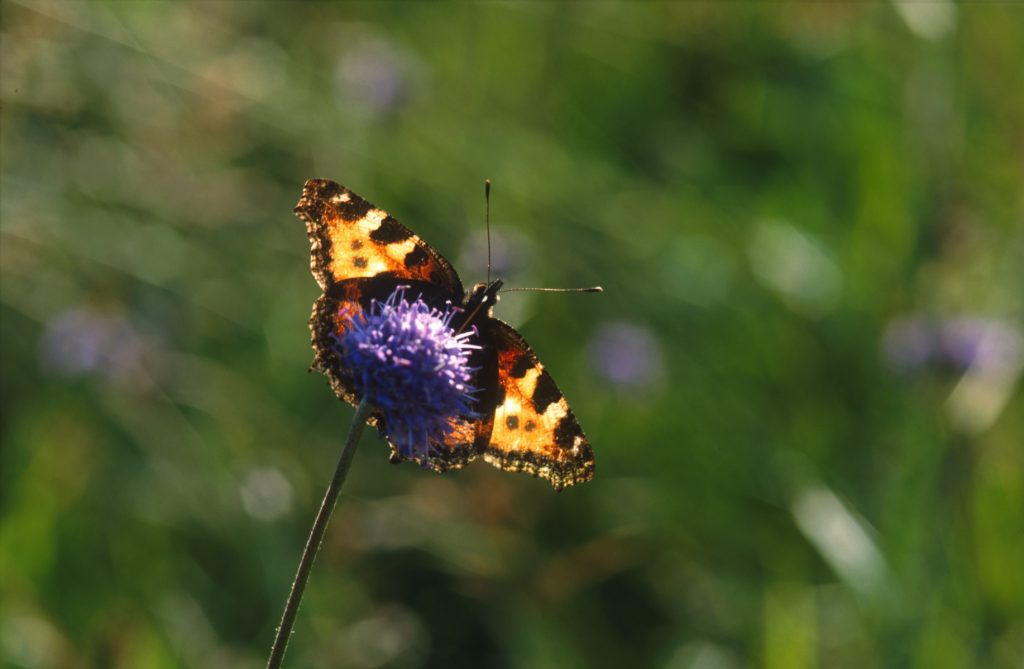 Wildflower Butterfly